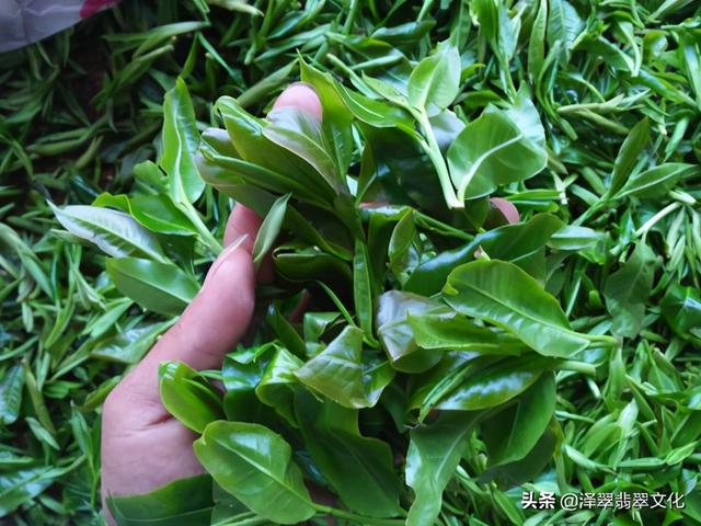 糯种阳绿翡翠手镯价格,满绿翡翠手镯价格图片-第4张图片-翡翠网 糯种阳绿翡翠手镯价格,满绿翡翠手镯价格图片-第4张图片-翡翠网