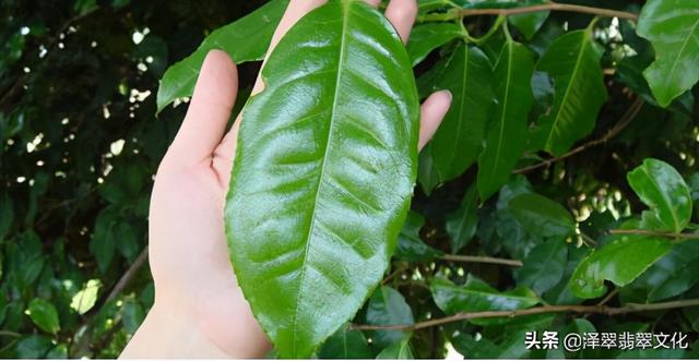 糯种阳绿翡翠手镯价格,满绿翡翠手镯价格图片-第5张图片-翡翠网 糯种阳绿翡翠手镯价格,满绿翡翠手镯价格图片-第5张图片-翡翠网