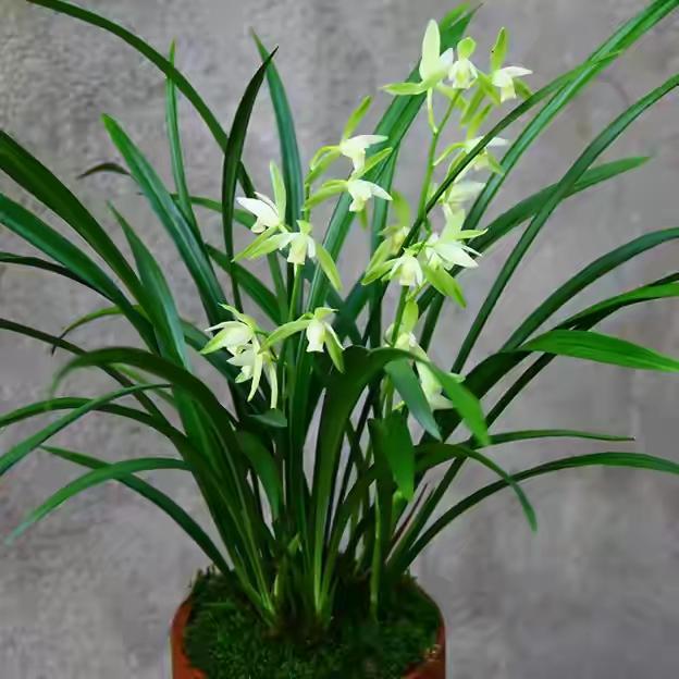 翡翠知识的培训资料,大鹅翡翠知识-第3张图片-翡翠网 翡翠知识的培训资料,大鹅翡翠知识-第3张图片-翡翠网