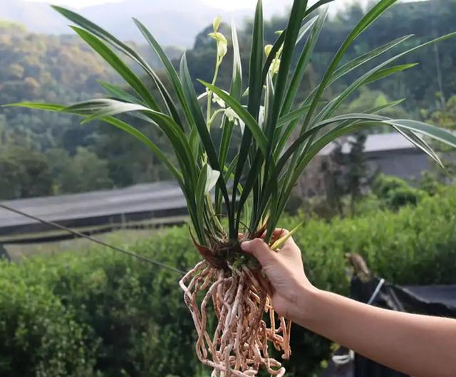 翡翠知识的培训资料,大鹅翡翠知识-第4张图片-翡翠网 翡翠知识的培训资料,大鹅翡翠知识-第4张图片-翡翠网