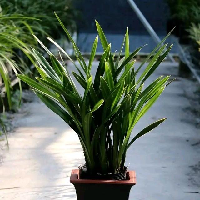 翡翠知识的培训资料,大鹅翡翠知识-第7张图片-翡翠网 翡翠知识的培训资料,大鹅翡翠知识-第7张图片-翡翠网