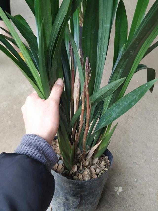 翡翠知识的培训资料,大鹅翡翠知识-第8张图片-翡翠网 翡翠知识的培训资料,大鹅翡翠知识-第8张图片-翡翠网