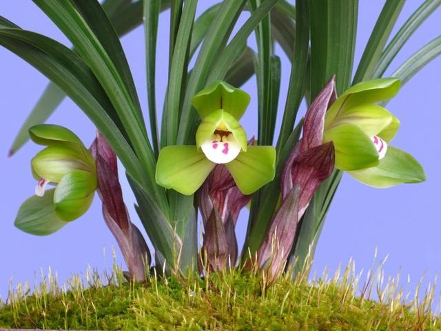 翡翠知识的培训资料,大鹅翡翠知识-第10张图片-翡翠网 翡翠知识的培训资料,大鹅翡翠知识-第10张图片-翡翠网