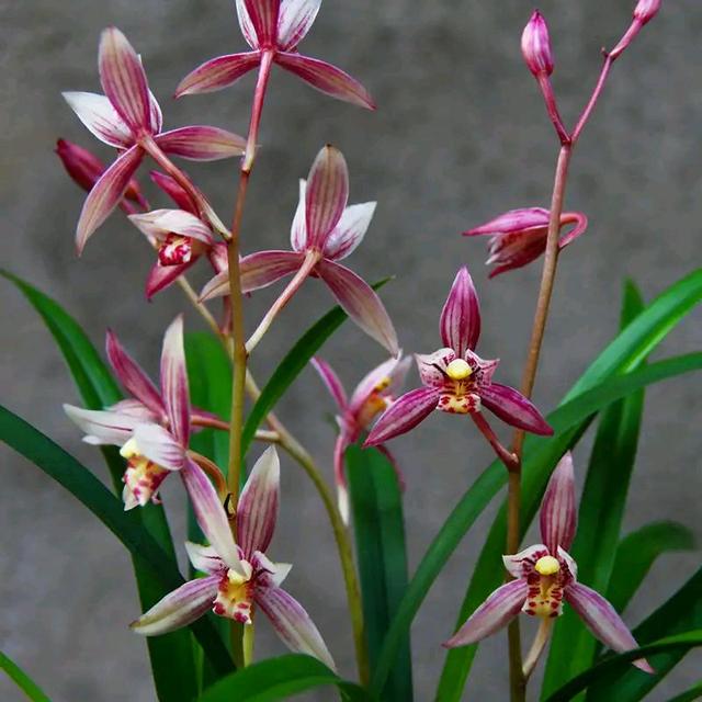 翡翠知识的培训资料,大鹅翡翠知识-第12张图片-翡翠网 翡翠知识的培训资料,大鹅翡翠知识-第12张图片-翡翠网