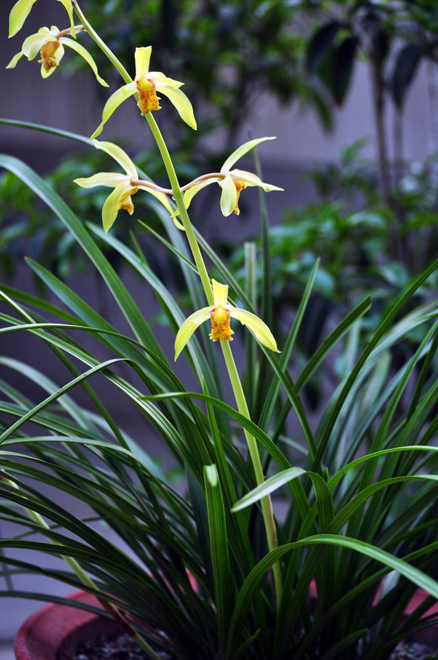 翡翠知识的培训资料,大鹅翡翠知识-第19张图片-翡翠网 翡翠知识的培训资料,大鹅翡翠知识-第19张图片-翡翠网