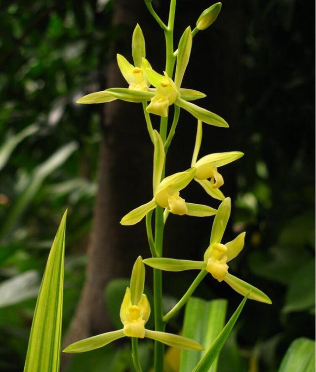 翡翠知识的培训资料,大鹅翡翠知识-第20张图片-翡翠网 翡翠知识的培训资料,大鹅翡翠知识-第20张图片-翡翠网