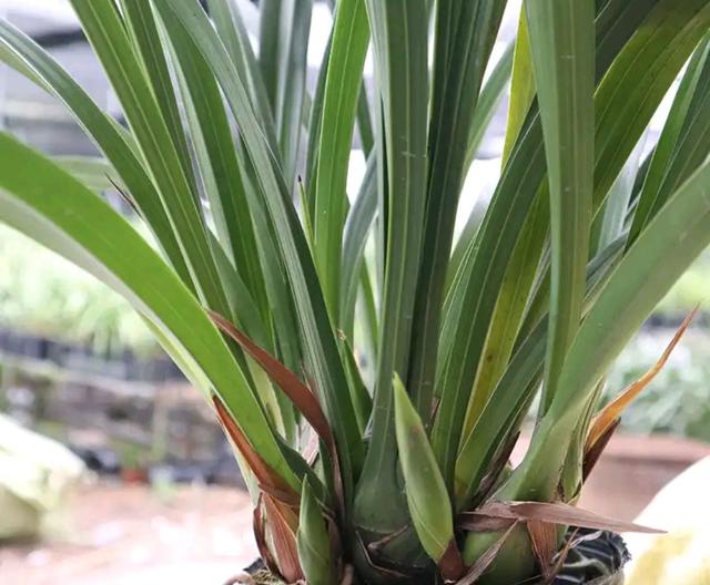 翡翠知识的培训资料,大鹅翡翠知识-第22张图片-翡翠网 翡翠知识的培训资料,大鹅翡翠知识-第22张图片-翡翠网