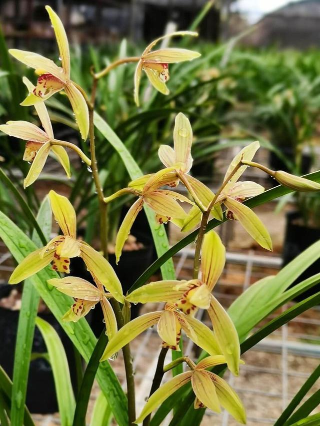 翡翠知识的培训资料,大鹅翡翠知识-第23张图片-翡翠网 翡翠知识的培训资料,大鹅翡翠知识-第23张图片-翡翠网