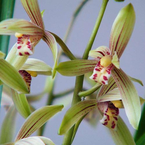 翡翠知识的培训资料,大鹅翡翠知识-第24张图片-翡翠网 翡翠知识的培训资料,大鹅翡翠知识-第24张图片-翡翠网