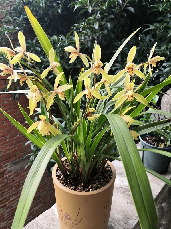 翡翠知识的培训资料,大鹅翡翠知识-第25张图片-翡翠网 翡翠知识的培训资料,大鹅翡翠知识-第25张图片-翡翠网