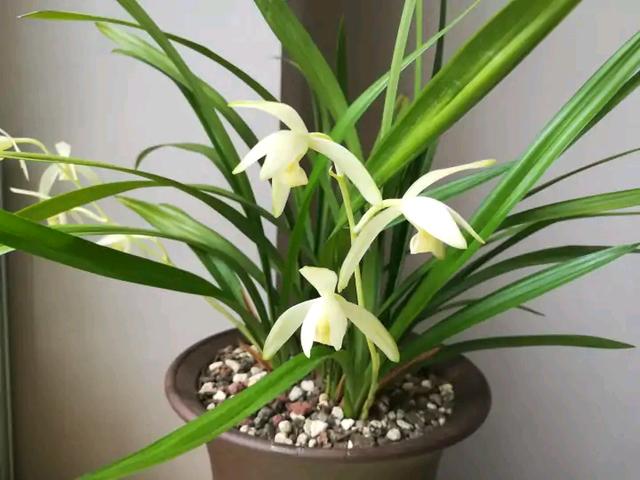 翡翠知识的培训资料,大鹅翡翠知识-第31张图片-翡翠网 翡翠知识的培训资料,大鹅翡翠知识-第31张图片-翡翠网