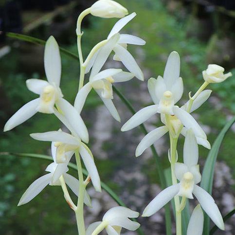 翡翠知识的培训资料,大鹅翡翠知识-第32张图片-翡翠网 翡翠知识的培训资料,大鹅翡翠知识-第32张图片-翡翠网