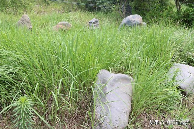 河里透明鹅卵石是玉吗,河里翡翠原石吗-第36张图片-翡翠网 河里透明鹅卵石是玉吗,河里翡翠原石吗-第36张图片-翡翠网