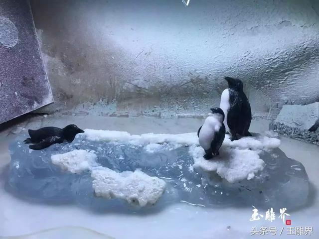 海蓝色翡翠原石,波罗的海蜜蜡原石-第17张图片-翡翠网 海蓝色翡翠原石,波罗的海蜜蜡原石-第17张图片-翡翠网