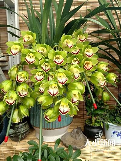 翡翠兰花的寓意,兰花翡翠价格-第4张图片-翡翠网