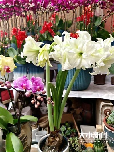 翡翠兰花的寓意,兰花翡翠价格-第5张图片-翡翠网