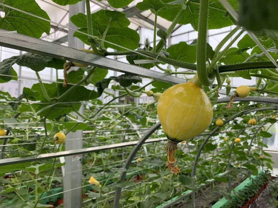 抖音樱桃丝瓜绿巨人黄瓜,绿巨人樱桃草莓黄瓜-第1张图片-翡翠网 抖音樱桃丝瓜绿巨人黄瓜,绿巨人樱桃草莓黄瓜-第1张图片-翡翠网