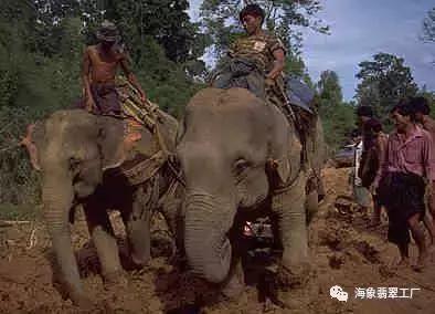 海象翡翠知识体系,翡翠的专业知识大全-第6张图片-翡翠网 海象翡翠知识体系,翡翠的专业知识大全-第6张图片-翡翠网