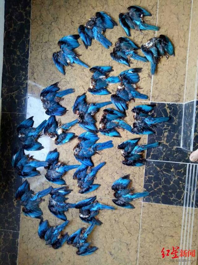 白胸翡翠鸟是几级保护动物,白胸翡翠鸟价格-第9张图片-翡翠网