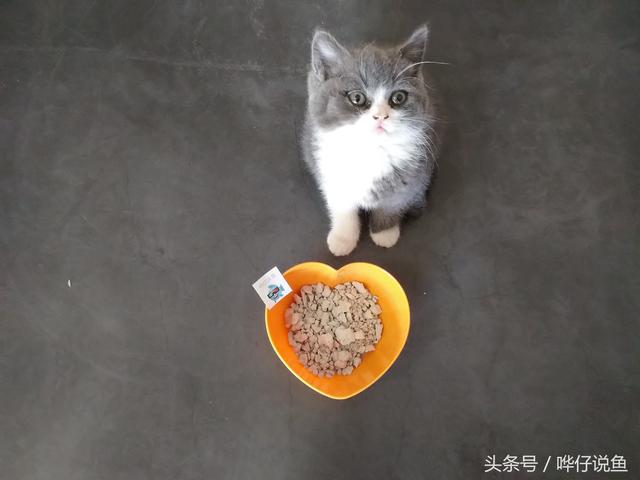 翡翠原石丢鱼缸里翡翠原石长期泡水-第2张图片-翡翠网 翡翠原石丢鱼缸里翡翠原石长期泡水-第2张图片-翡翠网