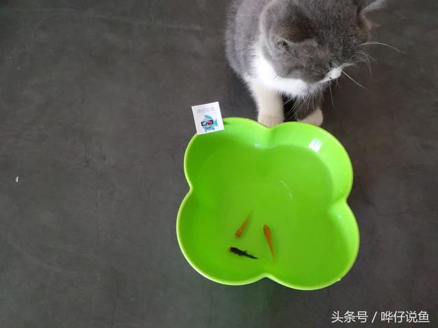 翡翠原石丢鱼缸里翡翠原石长期泡水-第3张图片-翡翠网 翡翠原石丢鱼缸里翡翠原石长期泡水-第3张图片-翡翠网