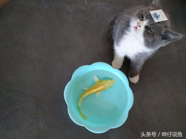 翡翠原石丢鱼缸里翡翠原石长期泡水-第4张图片-翡翠网 翡翠原石丢鱼缸里翡翠原石长期泡水-第4张图片-翡翠网