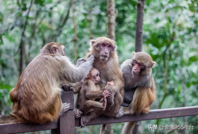 翡翠原石梅子的简单介绍-第7张图片-翡翠网 翡翠原石梅子的简单介绍-第7张图片-翡翠网