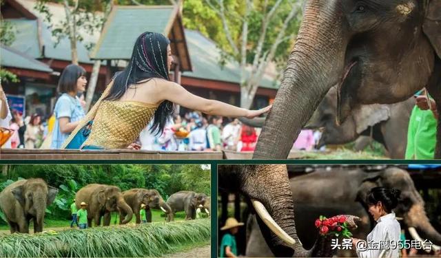 翡翠原石梅子的简单介绍-第10张图片-翡翠网 翡翠原石梅子的简单介绍-第10张图片-翡翠网