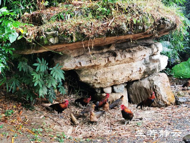 双流玉石翡翠原石的简单介绍-第37张图片-翡翠网 双流玉石翡翠原石的简单介绍-第37张图片-翡翠网