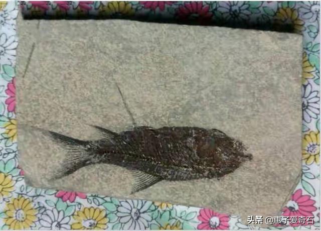 铜陵鉴定翡翠的地方铜陵翡翠原石蓝色-第12张图片-翡翠网 铜陵鉴定翡翠的地方铜陵翡翠原石蓝色-第12张图片-翡翠网