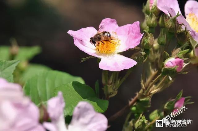 北流紫罗兰翡翠手镯价格,紫罗兰手镯价格-第1张图片-翡翠网 北流紫罗兰翡翠手镯价格,紫罗兰手镯价格-第1张图片-翡翠网