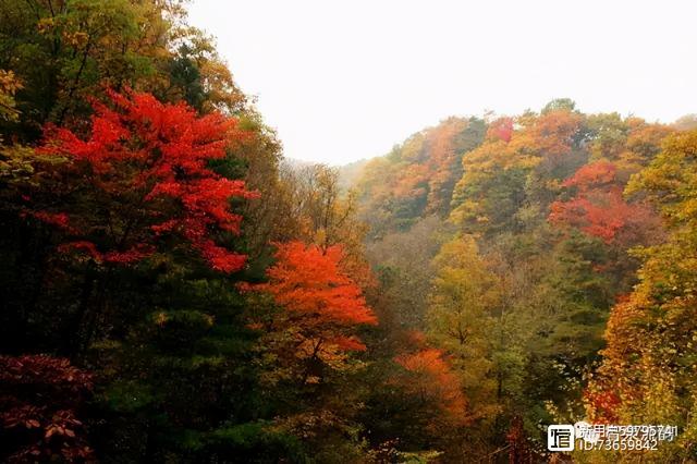 北流紫罗兰翡翠手镯价格,紫罗兰手镯价格-第23张图片-翡翠网 北流紫罗兰翡翠手镯价格,紫罗兰手镯价格-第23张图片-翡翠网