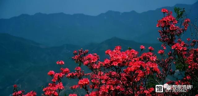 北流紫罗兰翡翠手镯价格,紫罗兰手镯价格-第28张图片-翡翠网 北流紫罗兰翡翠手镯价格,紫罗兰手镯价格-第28张图片-翡翠网