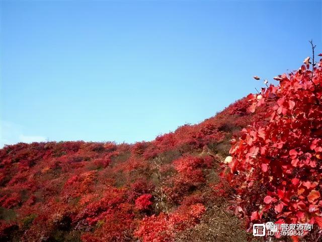 北流紫罗兰翡翠手镯价格,紫罗兰手镯价格-第30张图片-翡翠网 北流紫罗兰翡翠手镯价格,紫罗兰手镯价格-第30张图片-翡翠网