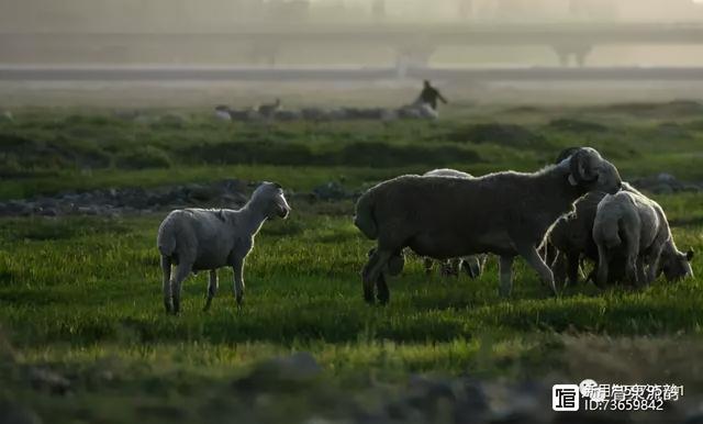 北流紫罗兰翡翠手镯价格,紫罗兰手镯价格-第37张图片-翡翠网 北流紫罗兰翡翠手镯价格,紫罗兰手镯价格-第37张图片-翡翠网