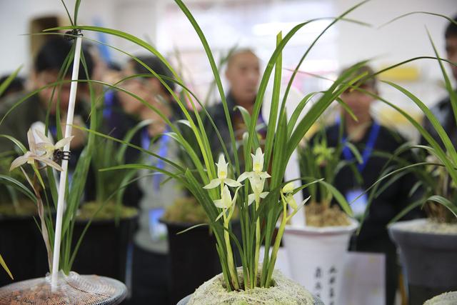 今年有花花卡吗花花翡翠知识点-第1张图片-翡翠网 今年有花花卡吗花花翡翠知识点-第1张图片-翡翠网