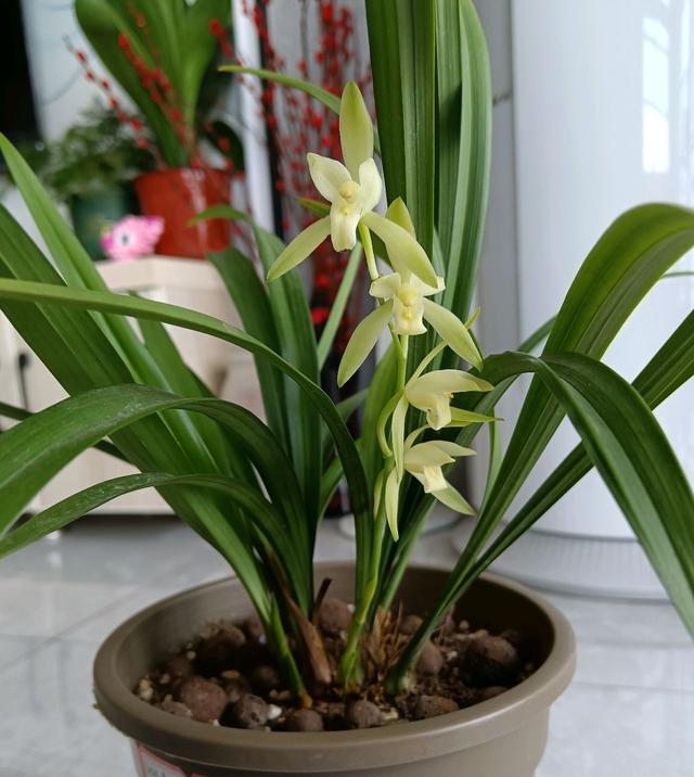 今年有花花卡吗花花翡翠知识点-第2张图片-翡翠网 今年有花花卡吗花花翡翠知识点-第2张图片-翡翠网