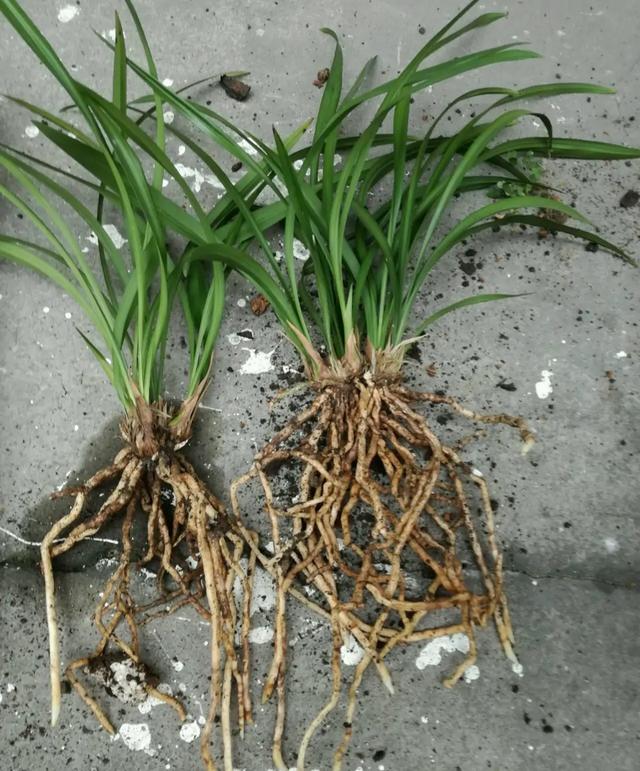 今年有花花卡吗花花翡翠知识点-第5张图片-翡翠网 今年有花花卡吗花花翡翠知识点-第5张图片-翡翠网