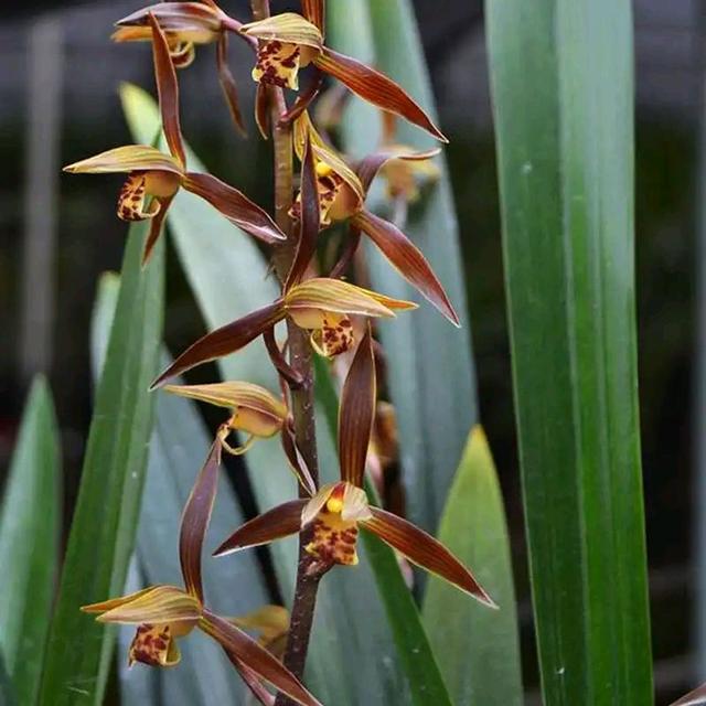 今年有花花卡吗花花翡翠知识点-第6张图片-翡翠网 今年有花花卡吗花花翡翠知识点-第6张图片-翡翠网