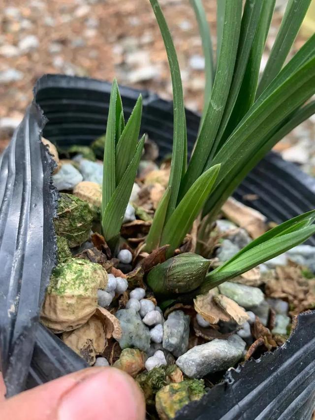 今年有花花卡吗花花翡翠知识点-第9张图片-翡翠网 今年有花花卡吗花花翡翠知识点-第9张图片-翡翠网