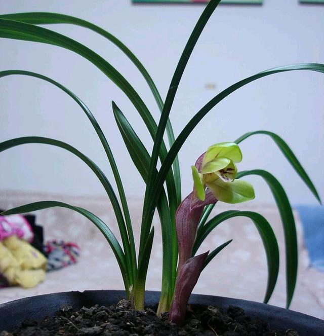 今年有花花卡吗花花翡翠知识点-第11张图片-翡翠网 今年有花花卡吗花花翡翠知识点-第11张图片-翡翠网