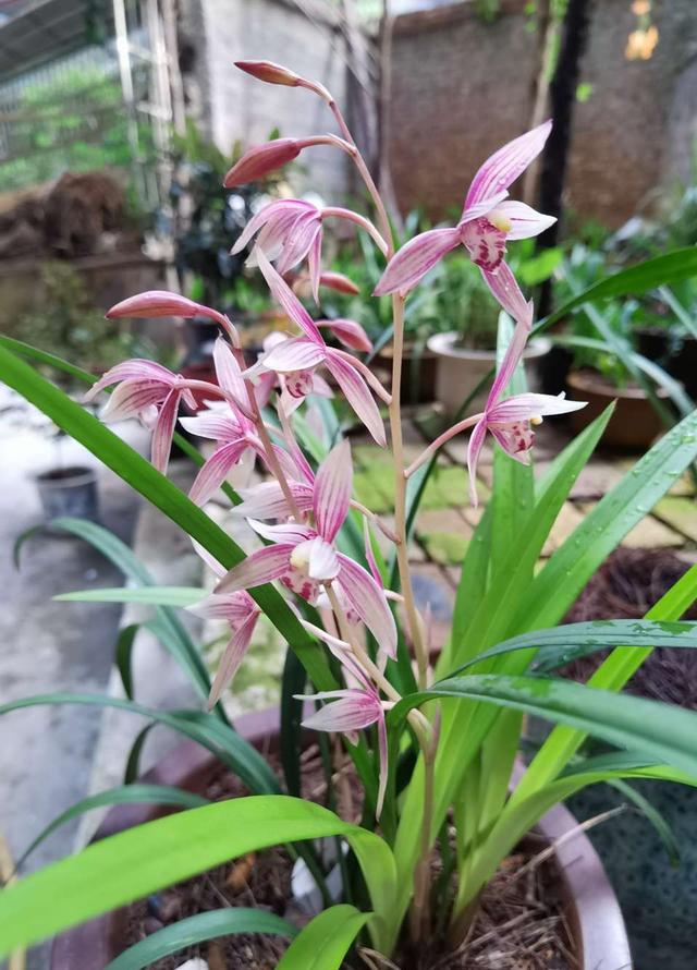 今年有花花卡吗花花翡翠知识点-第13张图片-翡翠网 今年有花花卡吗花花翡翠知识点-第13张图片-翡翠网