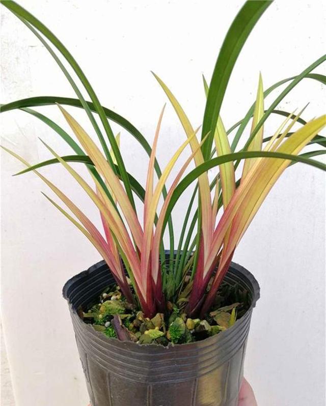 今年有花花卡吗花花翡翠知识点-第14张图片-翡翠网 今年有花花卡吗花花翡翠知识点-第14张图片-翡翠网