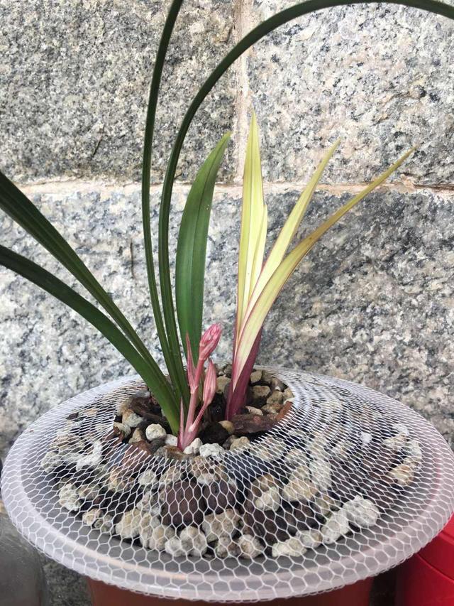 今年有花花卡吗花花翡翠知识点-第15张图片-翡翠网 今年有花花卡吗花花翡翠知识点-第15张图片-翡翠网