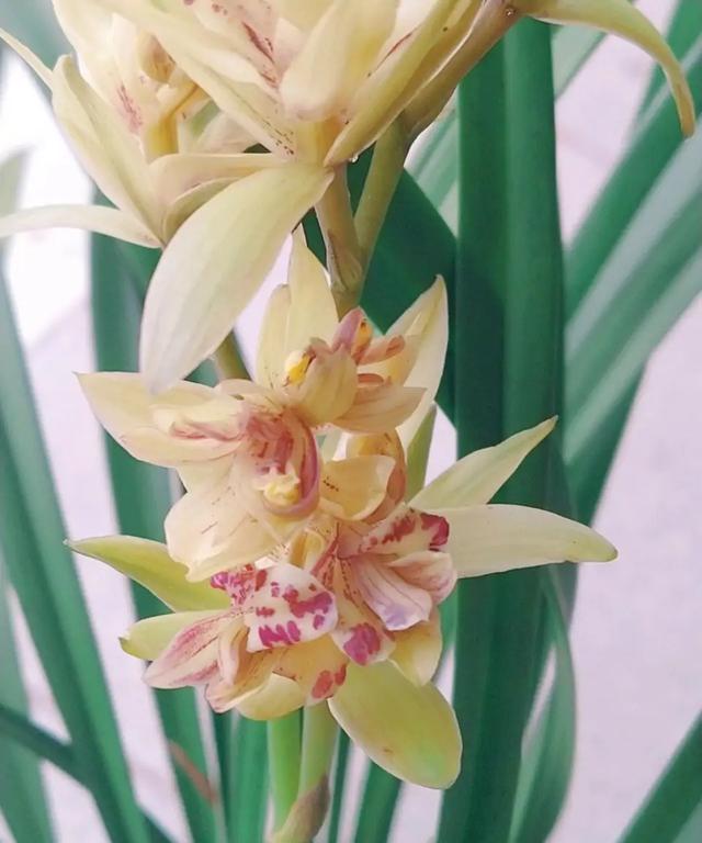 今年有花花卡吗花花翡翠知识点-第16张图片-翡翠网 今年有花花卡吗花花翡翠知识点-第16张图片-翡翠网