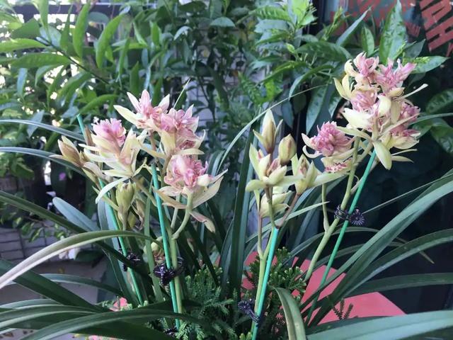 今年有花花卡吗花花翡翠知识点-第17张图片-翡翠网 今年有花花卡吗花花翡翠知识点-第17张图片-翡翠网