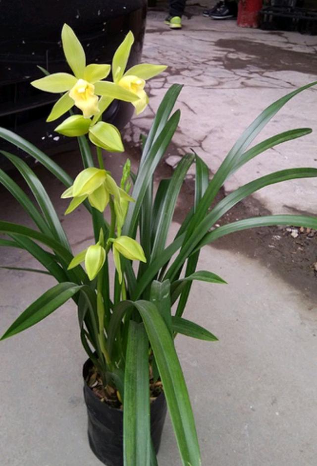 今年有花花卡吗花花翡翠知识点-第21张图片-翡翠网 今年有花花卡吗花花翡翠知识点-第21张图片-翡翠网