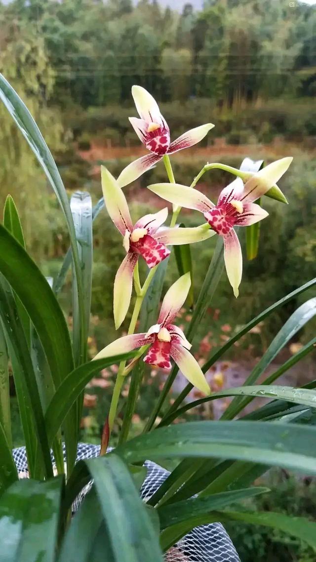 今年有花花卡吗花花翡翠知识点-第26张图片-翡翠网 今年有花花卡吗花花翡翠知识点-第26张图片-翡翠网