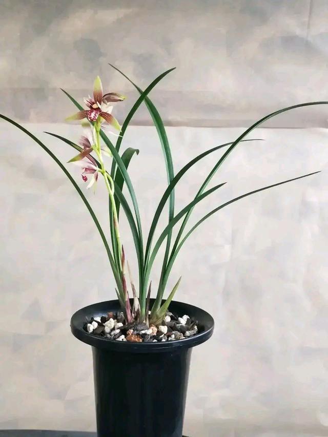 今年有花花卡吗花花翡翠知识点-第27张图片-翡翠网 今年有花花卡吗花花翡翠知识点-第27张图片-翡翠网