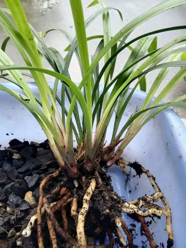 今年有花花卡吗花花翡翠知识点-第28张图片-翡翠网 今年有花花卡吗花花翡翠知识点-第28张图片-翡翠网